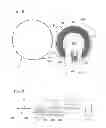 Fig. 05 - Watch movement comprising a fusee