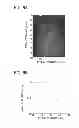 Fig. 14 - DIRECT ECHO PARTICLE IMAGE VELOCIMETRY FLOW VECTOR MAPPING ON ULTRASOUND DICOM IMAGES