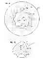 Fig. 05 - Fluid device with roll pockets alternatingly pressurized at different pressures