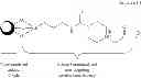 Fig. 09 - Nanoparticle contrast agents for diagnostic imaging