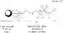 Fig. 10 - Nanoparticle contrast agents for diagnostic imaging
