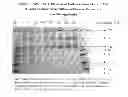 Fig. 03 - Method of using papain to extract collagen from aquatic animals