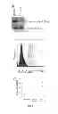 Fig. 02 - METHODS OF TREATING CANCER AND TESTING MUTATION ZYGOSITY RELATED THERETO
