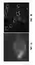 Fig. 02 - Compositions and methods for treatment of intracellular damage and bacterial infection