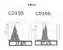 Fig. 08 - COMPOSITIONS AND METHODS FOR FORMATION OF BONE TISSUE