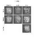 Fig. 33 - COMPOSITIONS AND METHODS FOR FORMATION OF BONE TISSUE