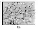 Fig. 05 - METHOD OF DERIVING STEM CELLS, STEM CELLS, AND USE OF STEM CELLS FOR WOUND HEALING