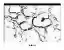 Fig. 06 - METHOD OF DERIVING STEM CELLS, STEM CELLS, AND USE OF STEM CELLS FOR WOUND HEALING