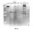 Fig. 07 - METHOD OF DERIVING STEM CELLS, STEM CELLS, AND USE OF STEM CELLS FOR WOUND HEALING