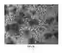 Fig. 13 - METHOD OF DERIVING STEM CELLS, STEM CELLS, AND USE OF STEM CELLS FOR WOUND HEALING