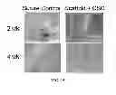 Fig. 16 - METHOD OF DERIVING STEM CELLS, STEM CELLS, AND USE OF STEM CELLS FOR WOUND HEALING