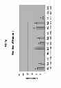 Fig. 08 - Compositions to effect neuronal growth