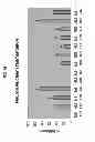 Fig. 09 - Compositions to effect neuronal growth