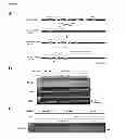 Fig. 02 - NCoR1 is a Physiological Modulator of Muscle Mass and Oxidative Function