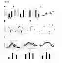 Fig. 04 - NCoR1 is a Physiological Modulator of Muscle Mass and Oxidative Function