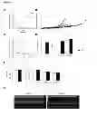 Fig. 06 - NCoR1 is a Physiological Modulator of Muscle Mass and Oxidative Function