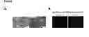 Fig. 07 - NCoR1 is a Physiological Modulator of Muscle Mass and Oxidative Function