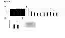 Fig. 15 - NCoR1 is a Physiological Modulator of Muscle Mass and Oxidative Function