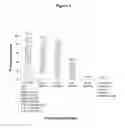 Fig. 09 - Methods of treating vasomotor symptoms using antibodies