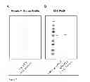 Fig. 03 - Anti-nerve growth factor antibodies and methods of preparing and using the same