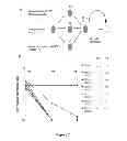 Fig. 03 - Uses of NANOG inhibitors and related methods