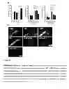 Fig. 12 - Selective targeting of the CD40L/Mac-1 interaction by small peptide inhibitors and its use for the treatment of inflammation and atherogenesis