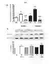Fig. 09 - Compositions and methods of preventing or ameliorating abnormal thrombus formation and cardiovascular disease