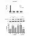 Fig. 10 - Compositions and methods of preventing or ameliorating abnormal thrombus formation and cardiovascular disease