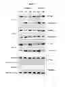 Fig. 16 - Compositions and methods of preventing or ameliorating abnormal thrombus formation and cardiovascular disease