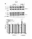 Fig. 19 - Compositions and methods of preventing or ameliorating abnormal thrombus formation and cardiovascular disease