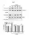 Fig. 20 - Compositions and methods of preventing or ameliorating abnormal thrombus formation and cardiovascular disease