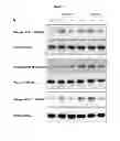 Fig. 29 - Compositions and methods of preventing or ameliorating abnormal thrombus formation and cardiovascular disease