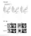 Fig. 06 - Compositions and methods for treating inflammatory conditions of the ocular surface