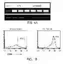 Fig. 02 - Compositions comprising soluble CD84 or anti-CD84 antibodies and methods for diagnosing and treating B-CLL