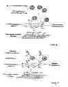 Fig. 07 - METHOD FOR REMOVAL OF TOXINS FROM MUCOSAL MEMBRANES