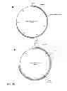 Fig. 18 - Vaccine against RSV