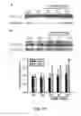 Fig. 26 - METHOD AND COMPOSITION FOR INDUCING AUTOPHAGY
