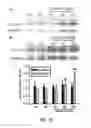 Fig. 27 - METHOD AND COMPOSITION FOR INDUCING AUTOPHAGY