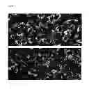 Fig. 06 - Artificial tissue constructs comprising alveolar cells and methods for using the same
