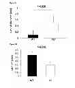 Fig. 06 - Cell-free tissue engineered vascular grafts