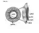 Fig. 07 - Cell-free tissue engineered vascular grafts