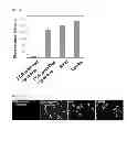 Fig. 06 - PCR-BASED GENE DELIVERY CARRIER AND METHOD FOR PREPARING THE SAME