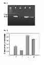 Fig. 07 - PCR-BASED GENE DELIVERY CARRIER AND METHOD FOR PREPARING THE SAME