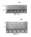 Fig. 11 - Delivery substrates from aligned polymer biomaterials for tissue repair