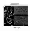 Fig. 02 - MULTIPHASIC POLYMERIC PARTICLES CAPABLE OF SHAPE-SHIFTING VIA ENVIRONMENTAL STIMULATION