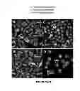 Fig. 03 - MULTIPHASIC POLYMERIC PARTICLES CAPABLE OF SHAPE-SHIFTING VIA ENVIRONMENTAL STIMULATION