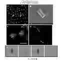 Fig. 06 - MULTIPHASIC POLYMERIC PARTICLES CAPABLE OF SHAPE-SHIFTING VIA ENVIRONMENTAL STIMULATION