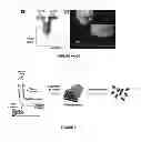 Fig. 07 - MULTIPHASIC POLYMERIC PARTICLES CAPABLE OF SHAPE-SHIFTING VIA ENVIRONMENTAL STIMULATION