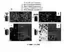 Fig. 10 - MULTIPHASIC POLYMERIC PARTICLES CAPABLE OF SHAPE-SHIFTING VIA ENVIRONMENTAL STIMULATION