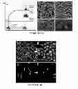 Fig. 17 - MULTIPHASIC POLYMERIC PARTICLES CAPABLE OF SHAPE-SHIFTING VIA ENVIRONMENTAL STIMULATION